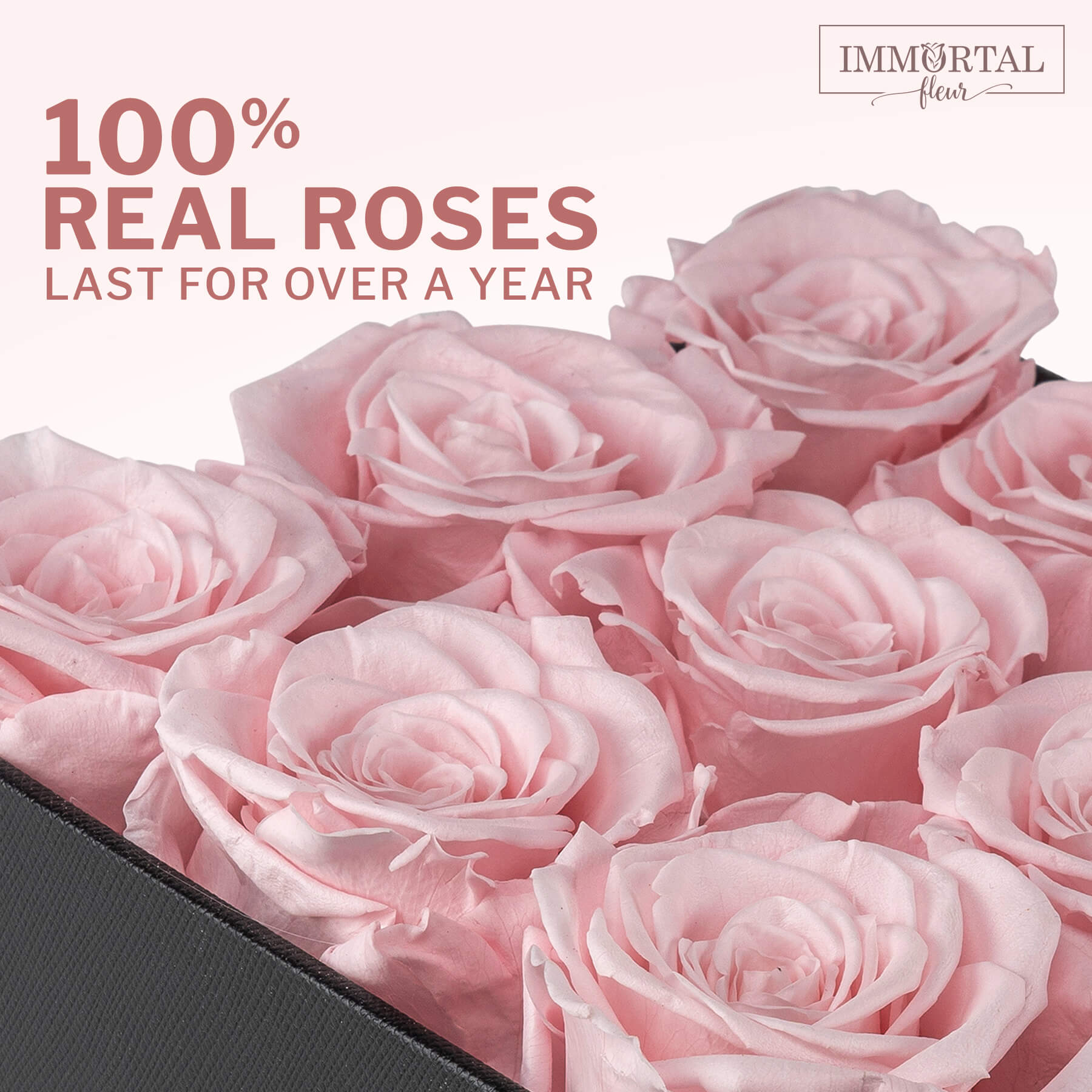 9 Pink Natural Preserved Roses - Last Over A Year